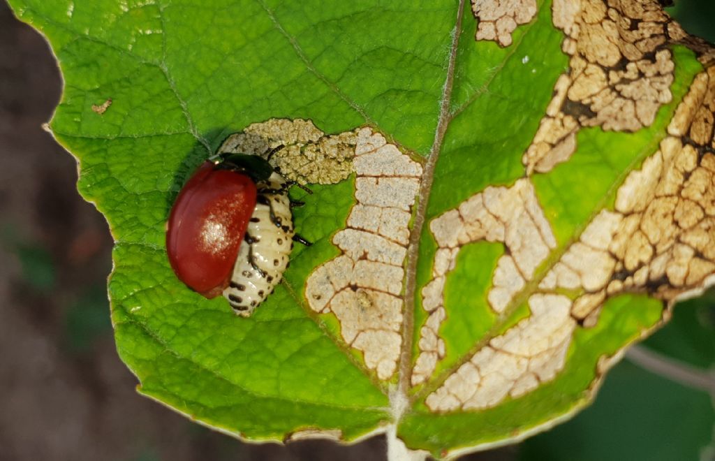 Strano comportamento di un Chrysomelidae. 